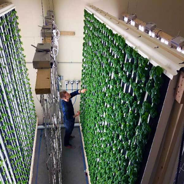 Crops growing hydroponically