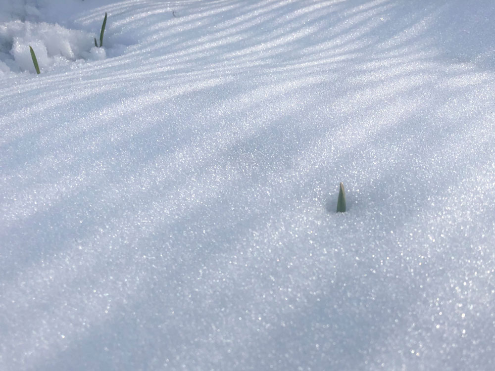 Garlic leaves growing through the snow