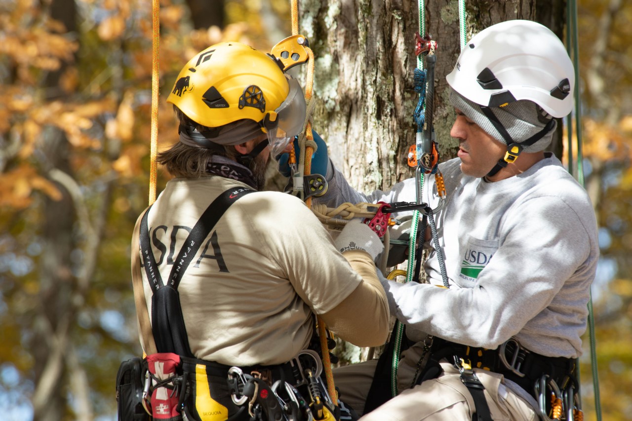 Two USDA workers are in a tree hanging by climbing equipment. The instructor is teaching the student how to secure the knot