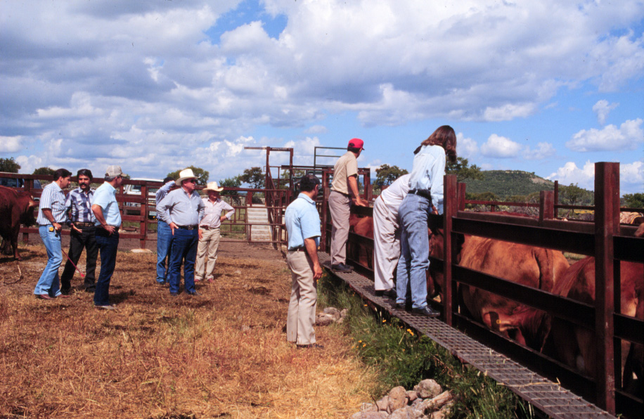 APHIS and SENASICA work in tandem with Mexican cattlemen to inspect for bovine tuberculosis, brucellosis, cattle fever ticks and other vesicular diseases in cattle destined to be exported to the United States