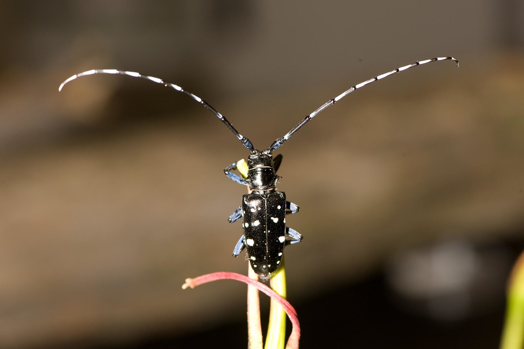 Back side of live Asian longhorned beetle (ALB) on plant