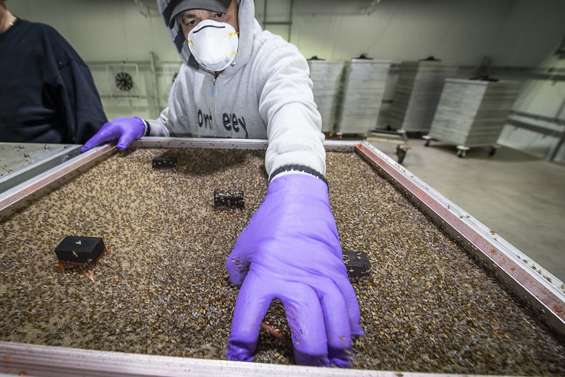 A scientist removes a Mediterranean fruit fly feeding layer wearing gloves and a mask at an insect rearing facility