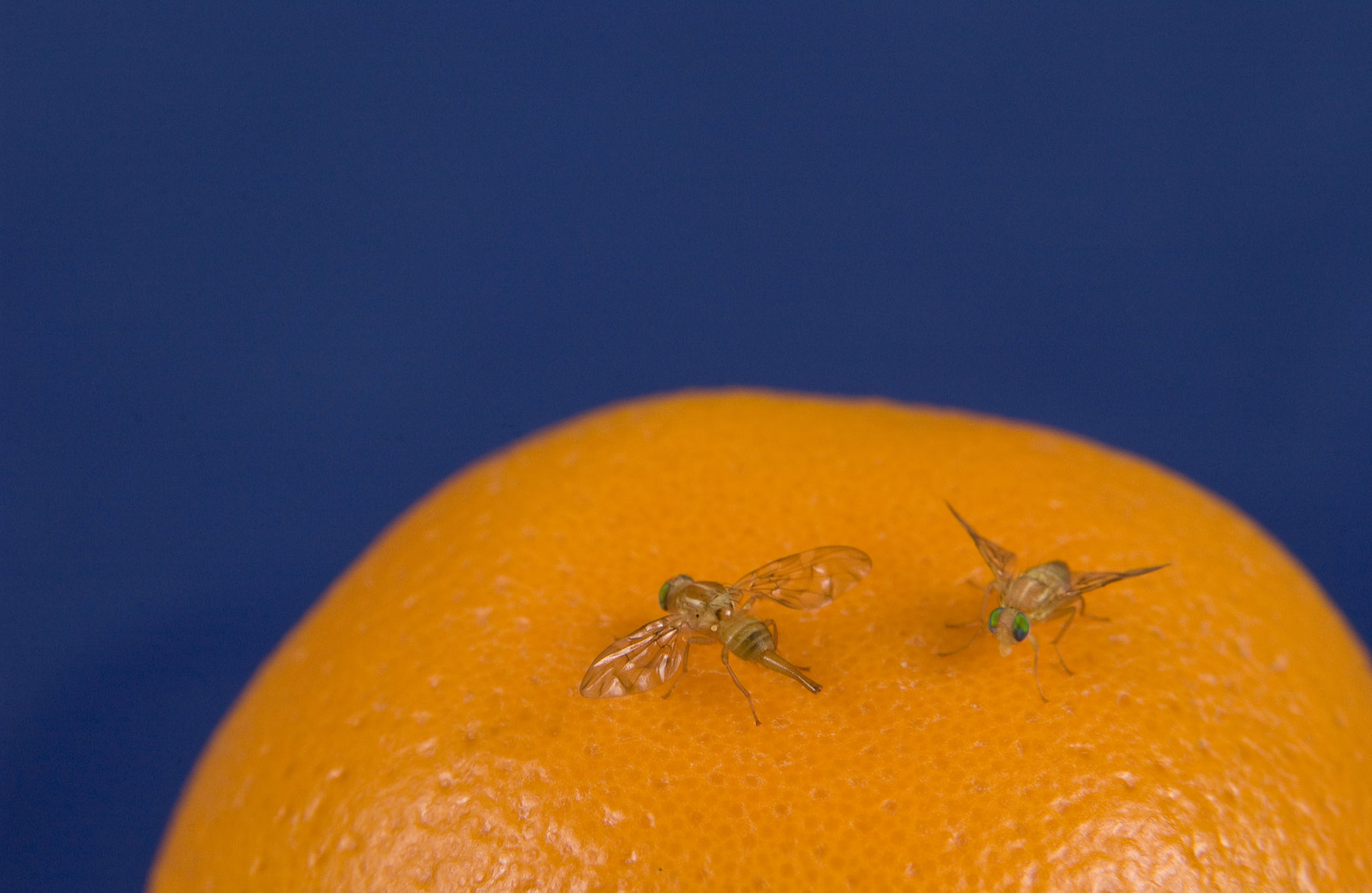 Exotic fruit flies on an orange
