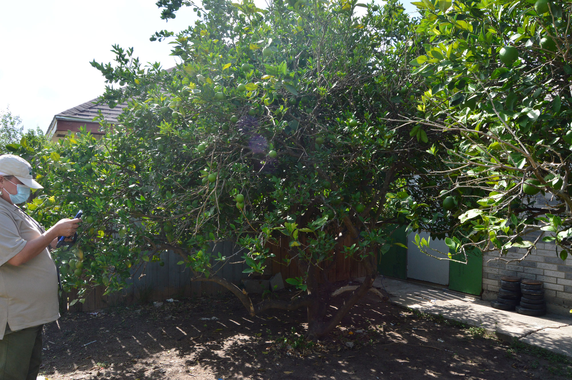 An APHIS CHRP inspector evaluating a backyard citrus tree