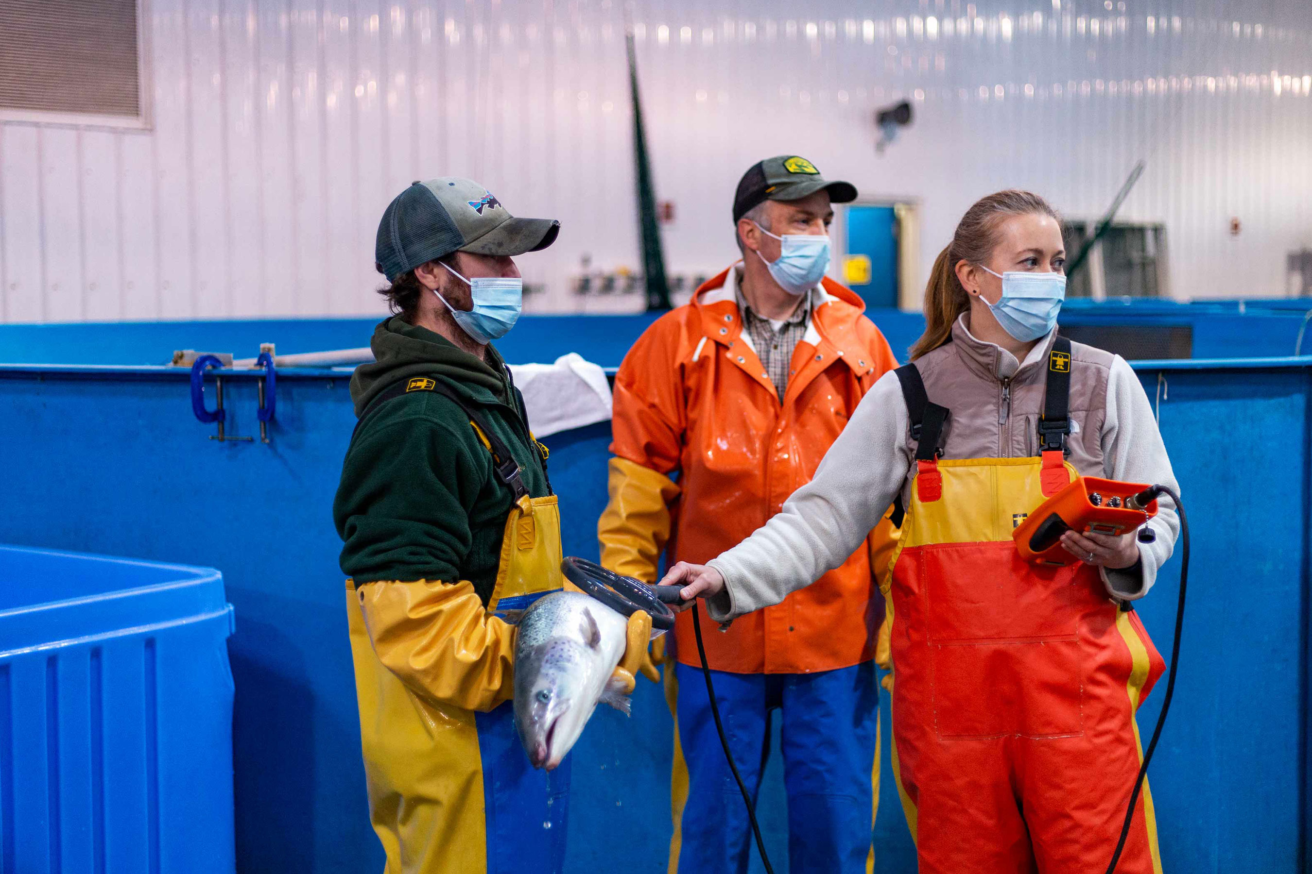 Salmon Atlantik betina dikenal pasti menggunakan pembaca tag pit yang membaca cip yang tertanam di bawah kulit ikan oleh (Lt-Rt) Penjaga Haiwan ARS Chris Introne dan juruteknik sains biologi, Ryan Hastey dan Melissa Milligan