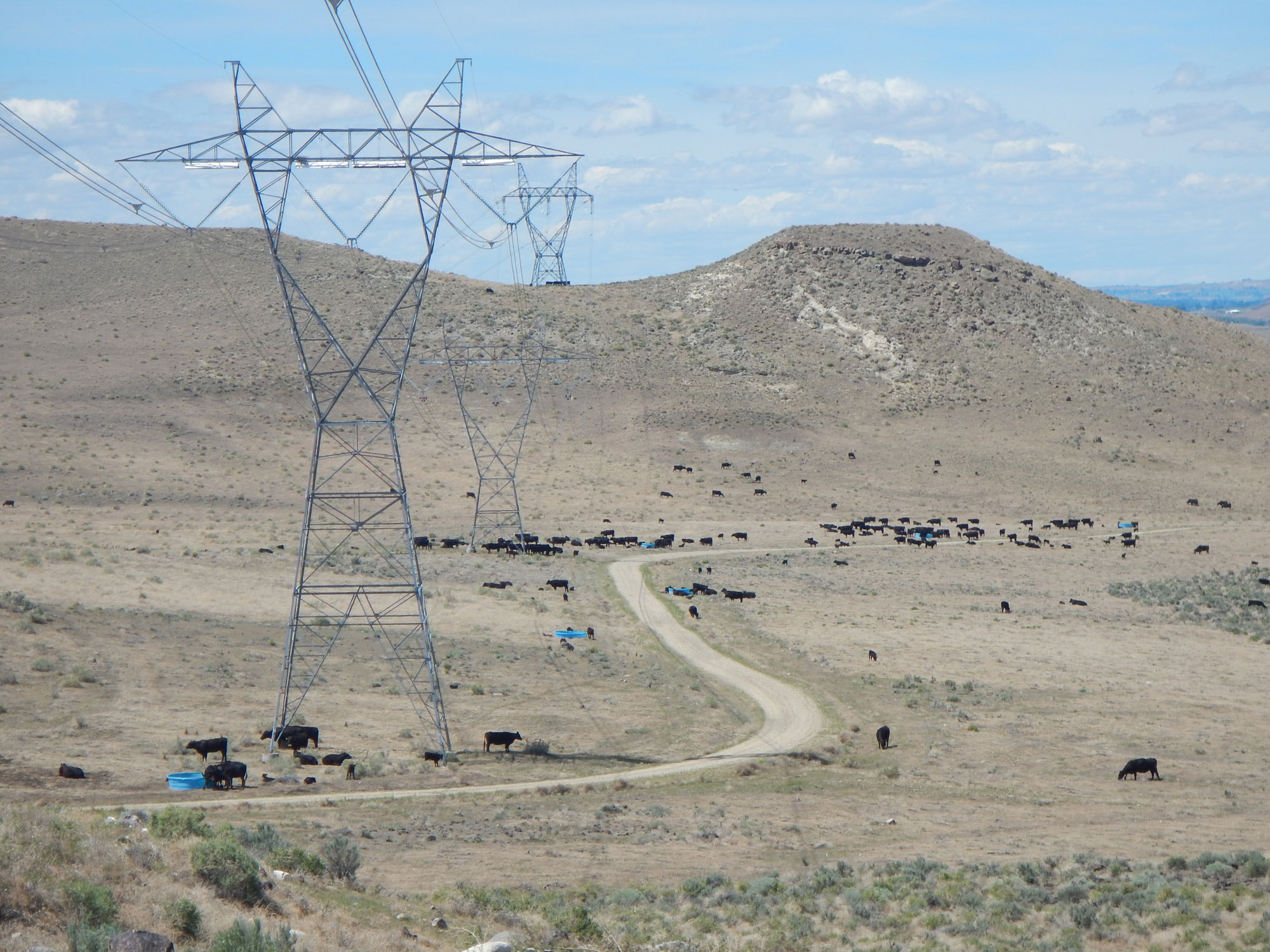 Cattle grazing in a dry area to create a firebreak