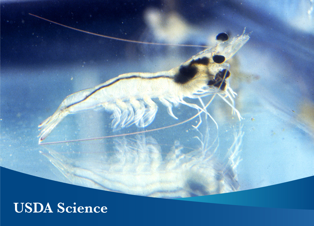 A single shrimp with USDA Science cover