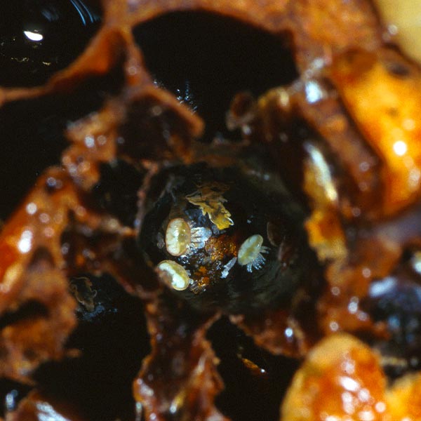 a family of varroa mites found at the bottom of a honey bee brood cell