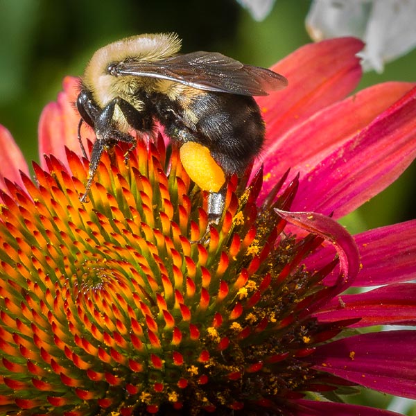 bumblebee on an echinacea plant