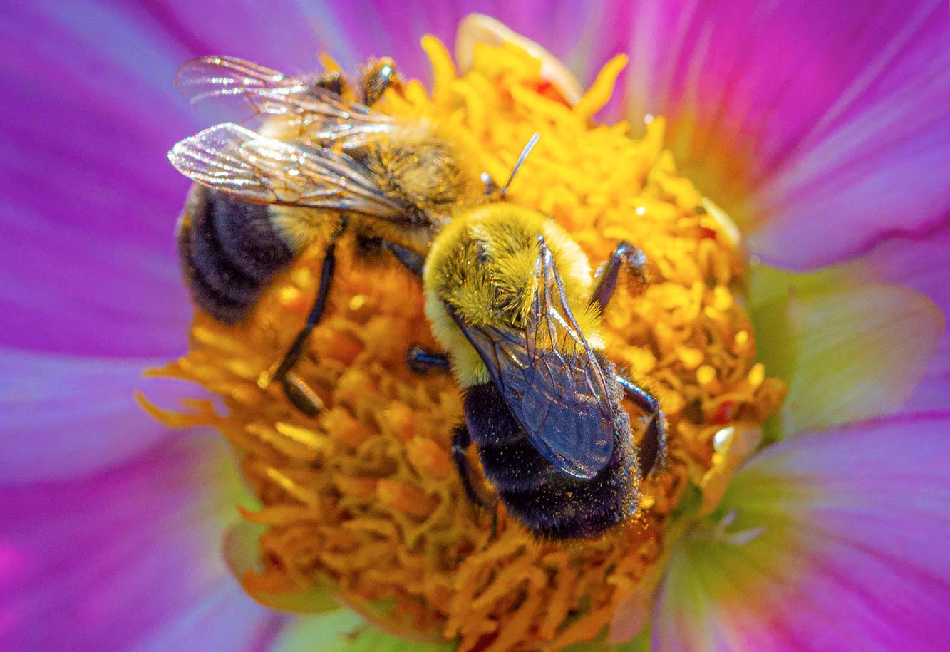 bee on flower