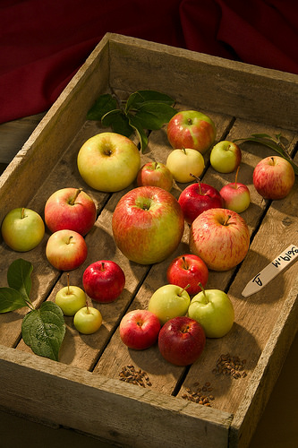 Fruit representing 21 of the 1,600 apple trees growing in Geneva, New York, that are descendants of trees collected in Central Asia with genes that can boost disease resistance and other qualities in American apples. (Photo credit: USDA-ARS)