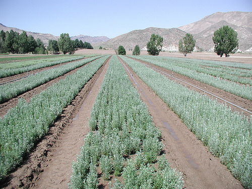 Sage brush seedlings grown in production fields for restoration at the USDA Forest Service Boise National Forest at the Lucky Peak Nursery