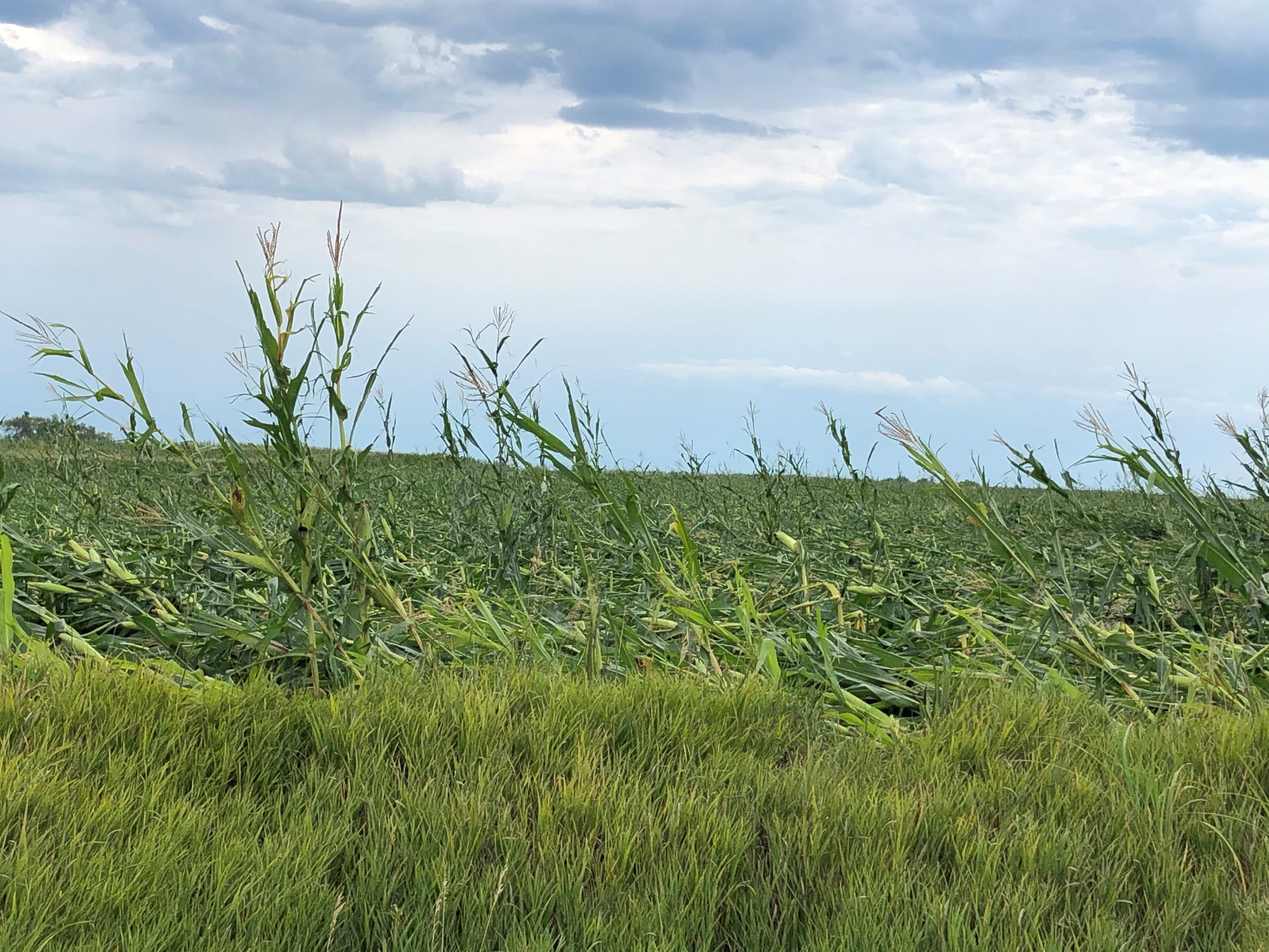 A field of corn in central Iowa flattened by the derecho