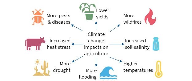 Diagram representing the impacts of climate change on agriculture, with radial arrows pointing to: lower yields; more droughts; increased soil salinity; higher temperatures; more wildfires; increased storm severity; more flooding; and more pests and diseases.