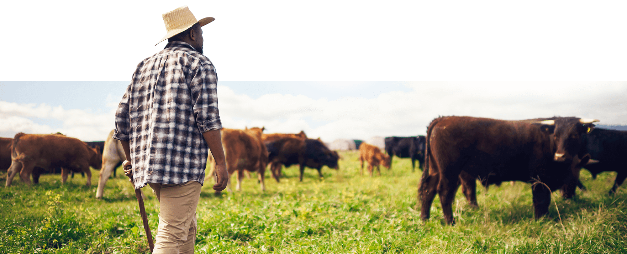 Farmer and his cattle