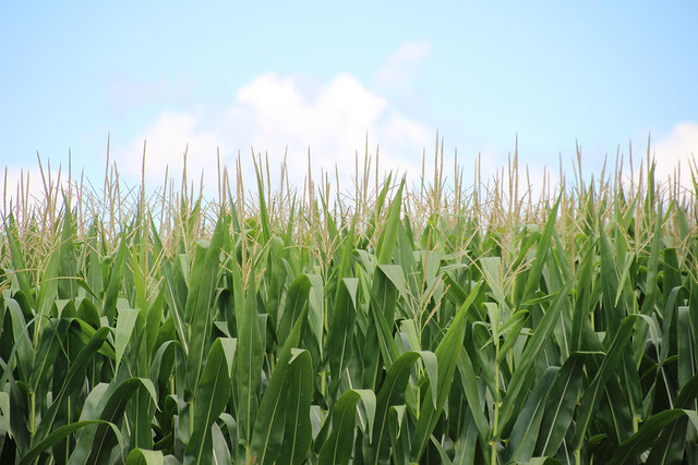 Corn is America's Largest Crop in 2019