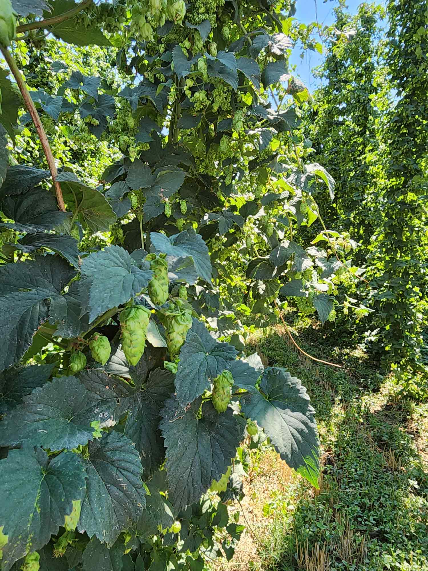 Hops on the vine in a field Loftus Ranches hops farm in Yakima Valley, Washington