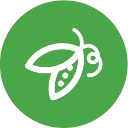Green fruit icon