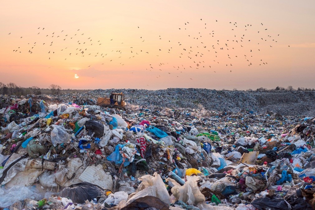 Birds fly over a landfill