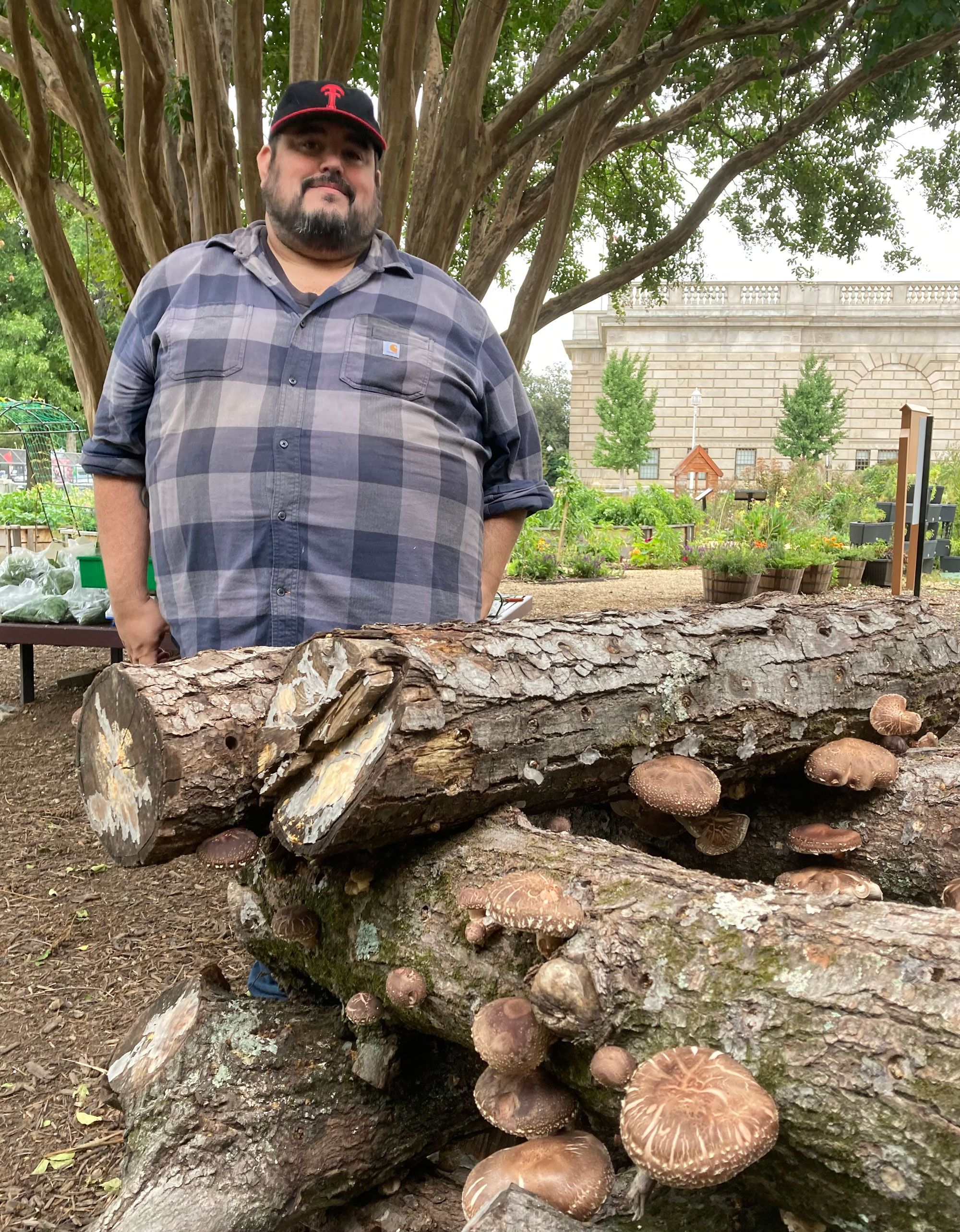 Jorge with his latest flush of shiitake mushrooms in the People’s Garden