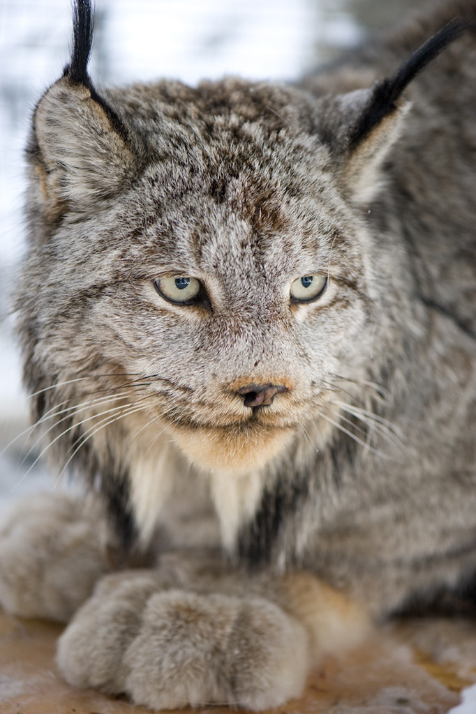 Lynx cat pet cheap
