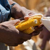 President Barack Obama holds ears of corn affected by drought in August 2012. Official White House Photo by Pete Souza.