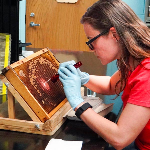 honey bee research