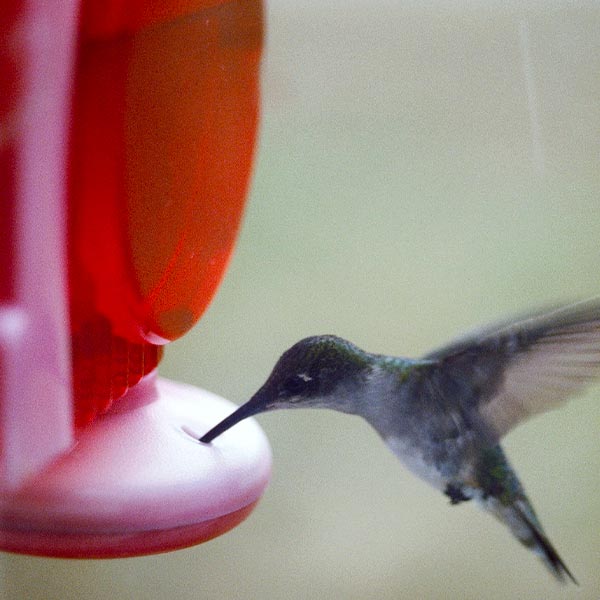 hummingbird