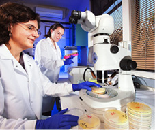 U.S. Department of Agriculture (USDA) Agricultural Research Service (ARS) scientists identifying bacterial pathogens in the lab. USDA photo by Peggy Greb.