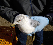 U. S. Department of Agriculture (USDA) Animal and Plant Health Inspection Service (APHIS) personnel humanely capture wild birds in Annapolis, Maryland on February 21, 2006 and test them for the Avian Influenza (AI) virus. USDA Photo.