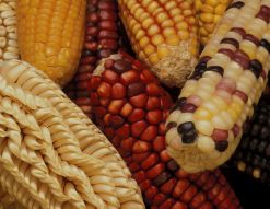 Ears of multi-colored corn