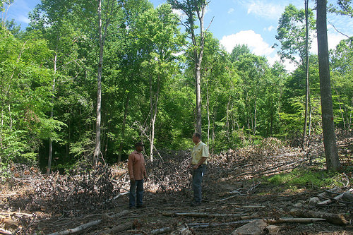 Milton Nappier, landowner, talks with Adam Downing, Virginia Tech extension forester, about silvopasture.