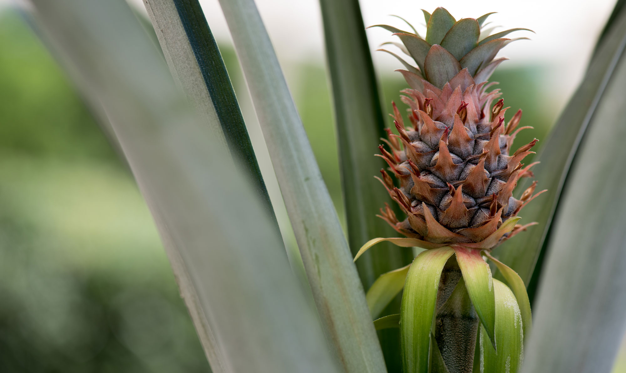Close-up of young, growing pineapple