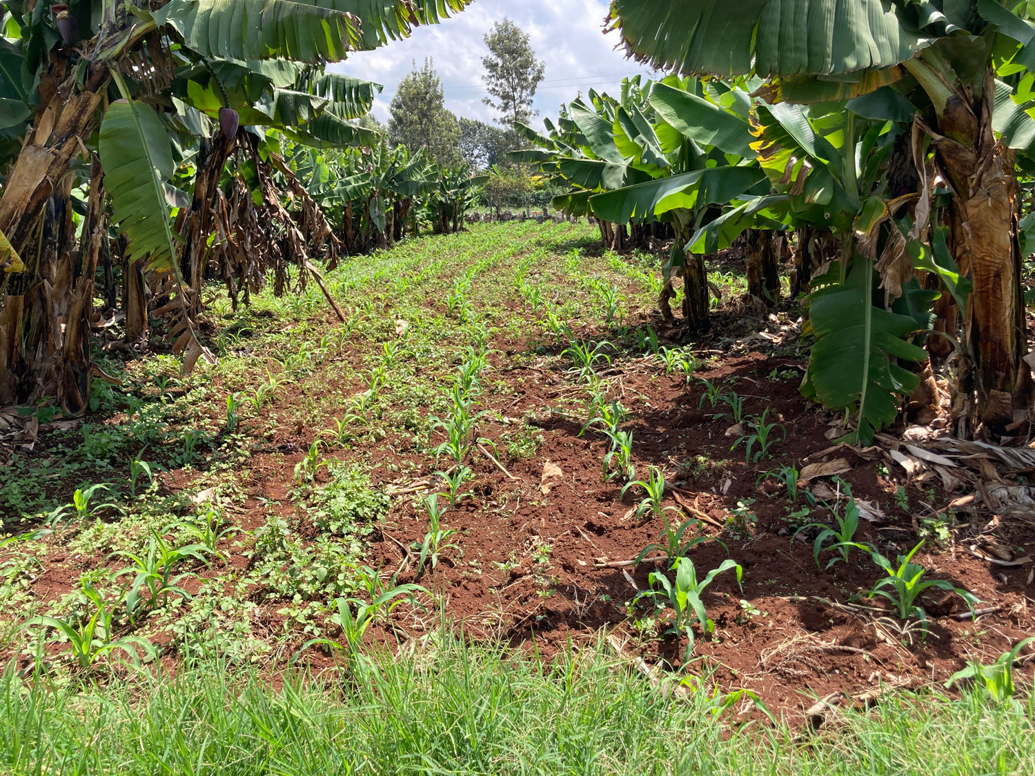 Small scale, mixed-cropping in Kenya