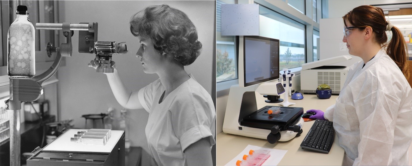 On the left, a Plum Island scientist looks at flasks through a microscope in the 1950-60s. Recreating the image, NBAF’s Alana Harrison, Foreign Animal Disease Diagnostic Laboratory biological science technician, looks at a seed culture of hamster cells under a modern-day microscope in NBAF’s biosafety level-2 laboratory