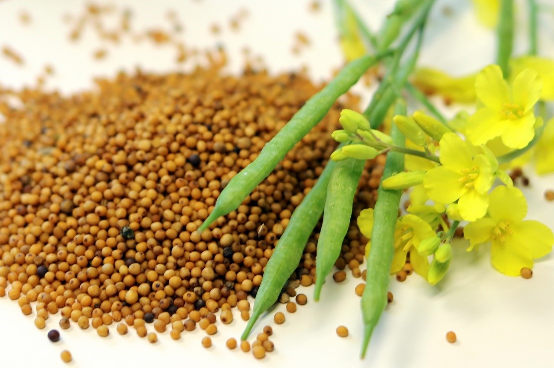 15+ Mustard Plant Seeds | BethanEiichiro