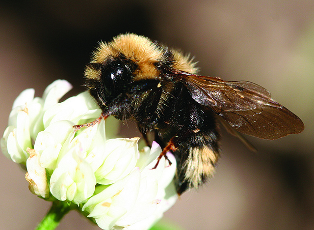 Honey Bee (NPS National Capital Region Bees and Wasps) · iNaturalist