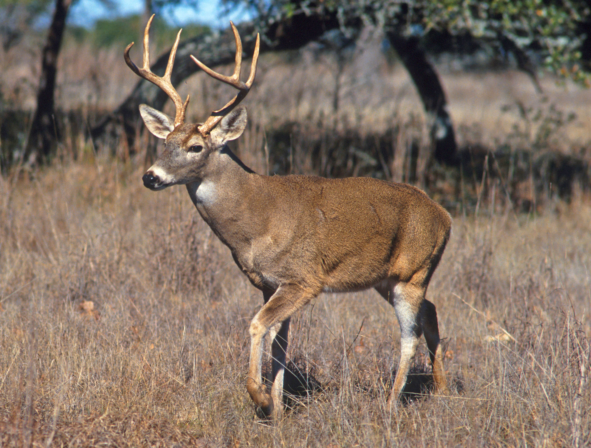 NIFA-Funded Study Detects Omicron Variant in White-Tailed Deer | USDA