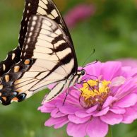 Eastern tiger swallowtail butterfly feeding on a pink Zinnia elegans flower at the Bee Research Lab pollinator garden in Beltsville, Maryland.