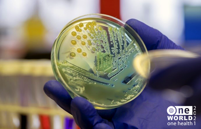 Antibiotic bacteria