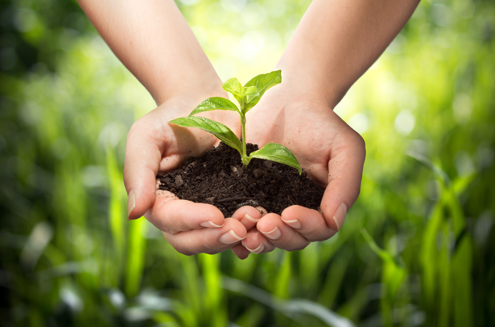 Two hands holding soil with sprout emerging from soil