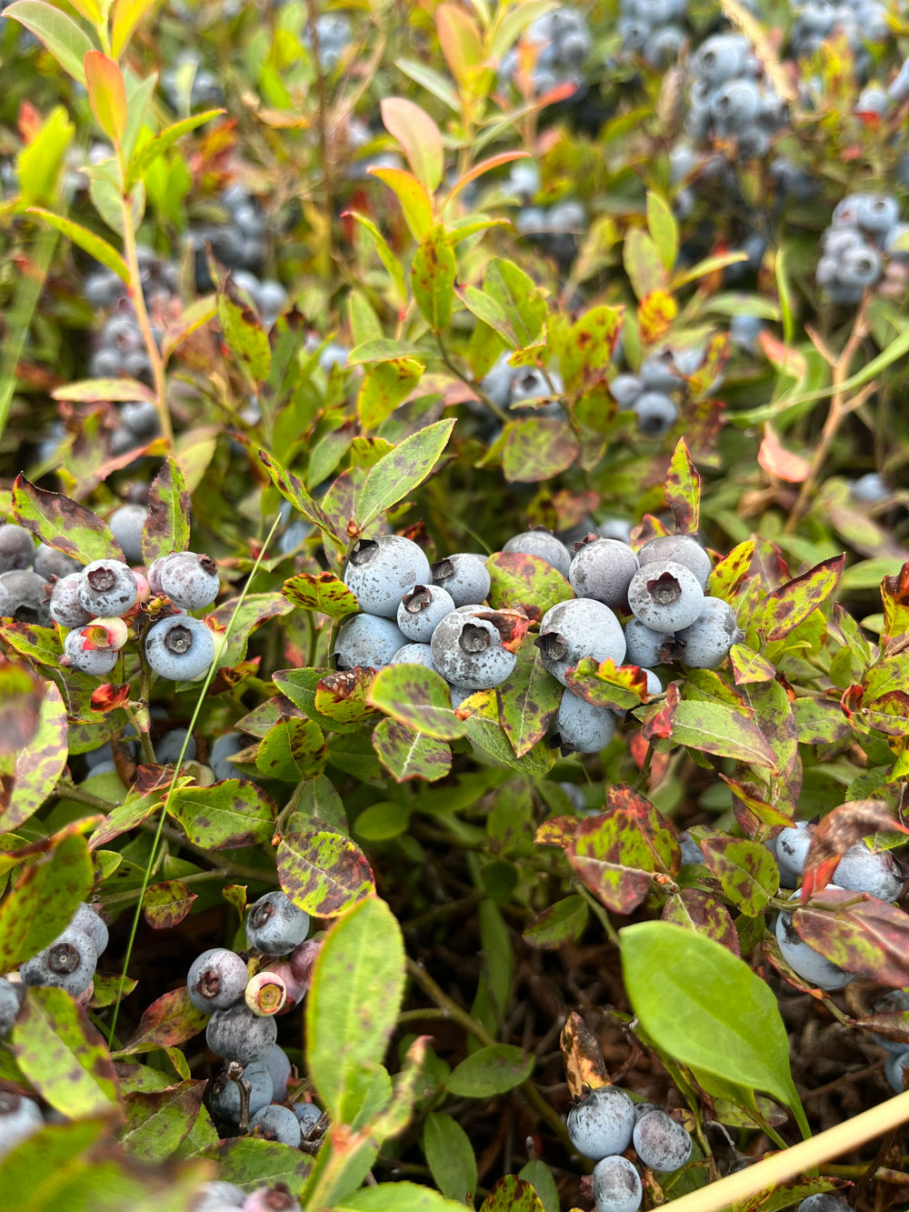 Wild blueberries on bushes
