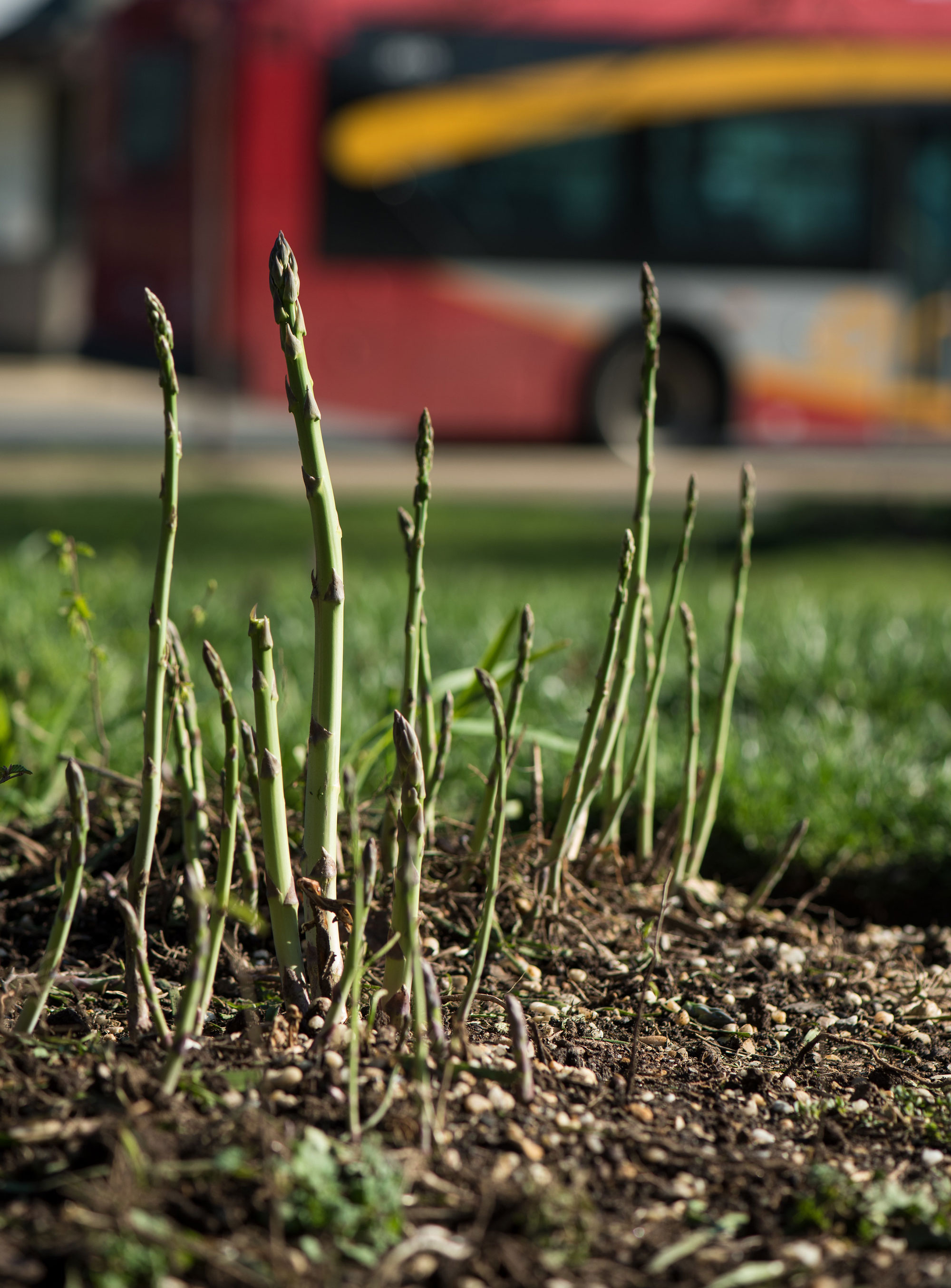 image of asparagus growing in a urban plot