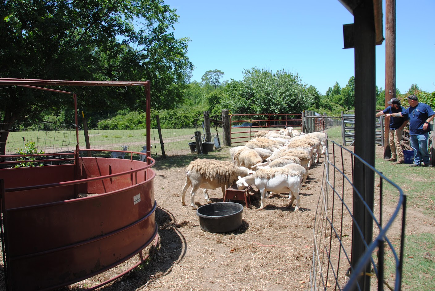 Sheep feed at Sheepy Acres Farm