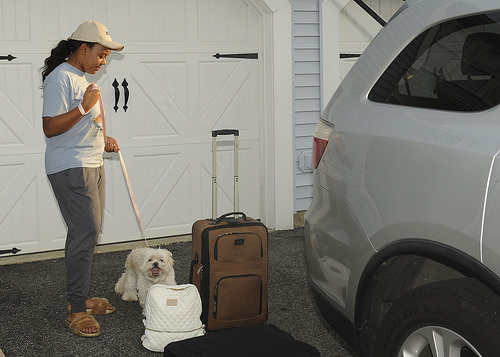 usda travel for pets