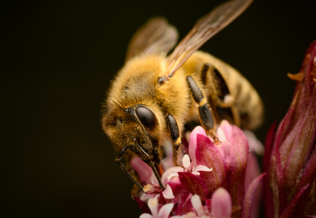 bee on flower