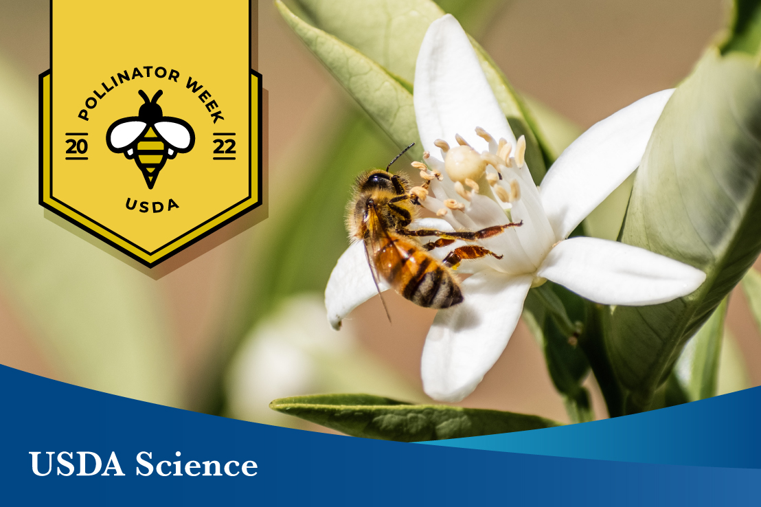 A honey bee feeds on an orange tree blossom with a graphic in the top left corner of the image that says, Pollinator Week 2022 and a blue border on the bottom of the image that reads, USDA Science