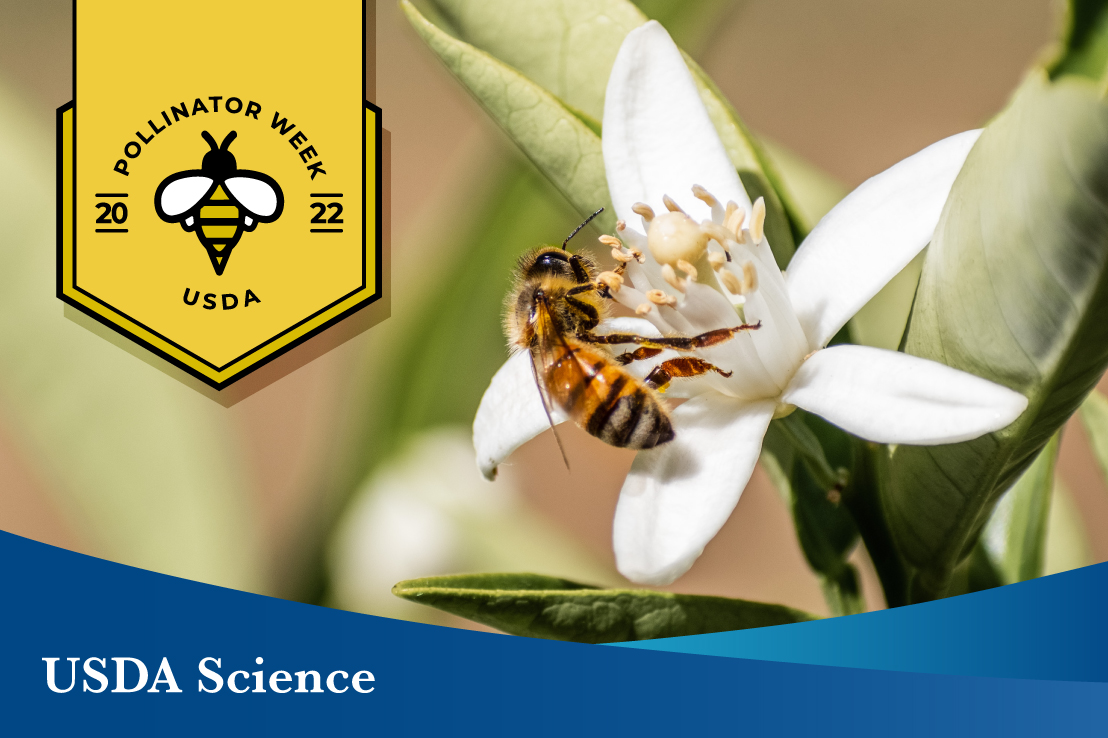 Is the Key to Saving Pollinators … Honey Bee Semen?, Science