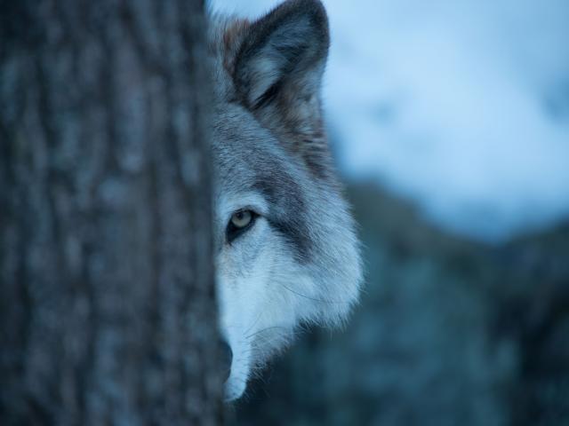 A wolf peeking out of a tree