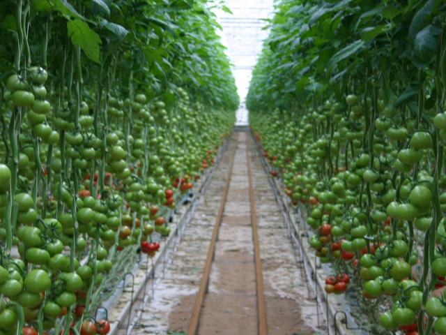 Many rows of tomato plants with green and red tomatoes grown without soil in a hydroponic greenhouse. The plants grow vertically and appear to be suspended from the ceiling